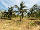 Coconut Estate for Sale in Puttalam