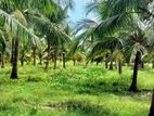Coconut Estate for Sale in Puttalam
