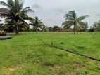 Coconut Estate for Sale in Puttalam