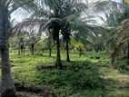 Coconut Estate for Sale in Puttalam