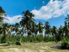 Coconut Estate for Sale in Puttalam