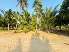 Coconut Estate For Sale in Puttalam