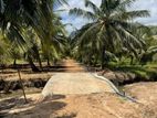 Coconut Estate for Sale In Puttalam-Redbana