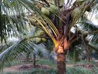 Coconut Estate for Sale in Walipenna