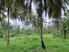Coconut Estate for Sale in Wariyapola,kurunegala