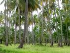 Coconut Estate For Sale Kurunegala - CL709