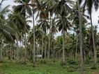 Coconut Estate for Sale Kurunegala
