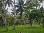 Coconut Estate for Sale Kurunegala