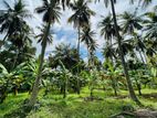 Coconut Estate For Sale Mirigama , Kurunegala