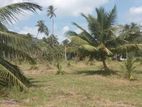 Coconut Estate for Sale – Palavi, Puttalam District