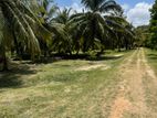 Coconut Estate Land for Sale - Puttalam