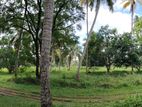 Coconut Estate in Wellawa for Sale - Kurunegala