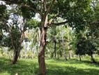 Coconut Estate in Wellawa for Sale - Kurunegala
