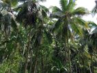 coconut estate kurunegala