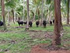 Coconut Estate Kurunegala