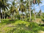 Coconut Estate / Land for Sale in Hettipola