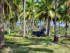 Coconut Estate Land for Sale in Kalpitiya CL- 673