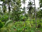 Coconut Estate Land for Sale in Kurunegala Cl - 636