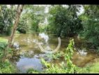 Coconut Estate Land for Sale Kurunegala (wellawa)