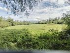 Coconut Estate Land for Sale Kurunegala (wellawa)