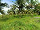 Coconut Estate with a old Prawn Farm for Sale in Puttalam