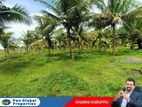 Coconut Estate with an old Prawn Farm For Sale in Puttalam