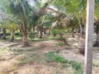 Coconut Farm Land for Sale in Trincomlaee