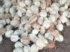 Coconut