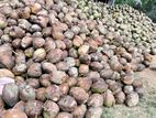 Coconuts
