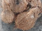 Coconut