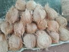 Coconut
