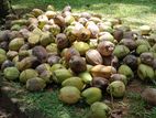 Coconut