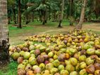 Coconut