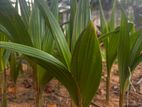 Coconut Plants