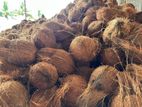 Coconut