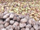 Coconut