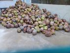 Coconut
