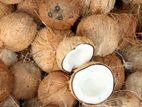 Coconut