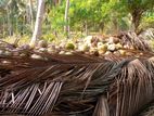 Coconut