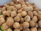 Coconut