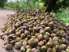 Coconut