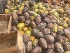 Coconut