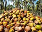 Coconut