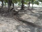 Land for Sale - Mannar