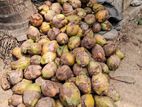 Coconut
