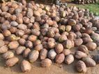 Coconut