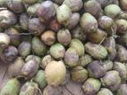 Coconut
