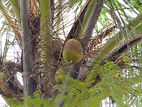 coconut