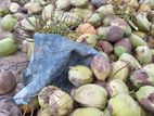 Coconut