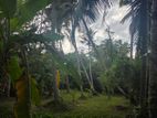 Coconut Garden Land for Sale - Walpola